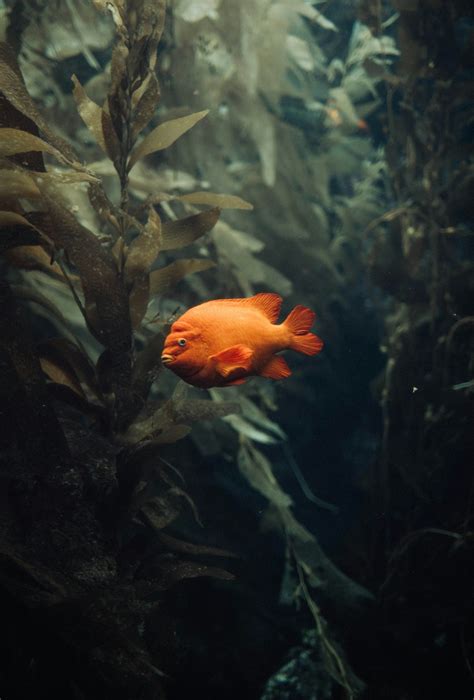 水池養魚